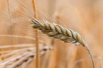 Ear of wheat close up. Shallow depth of field