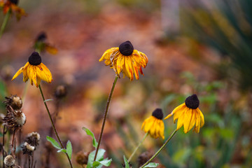 Beautiful autumn coneflower in the garden.