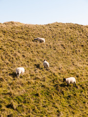 Obraz premium maiden castle iron age old fortress landscape nature grassland animals space beauty natural sheep