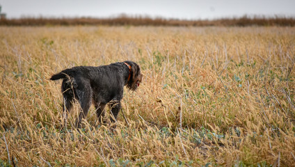 A process of hunting during hunting season, process of quail hunting, drathaar, german wirehaired pointer dog.