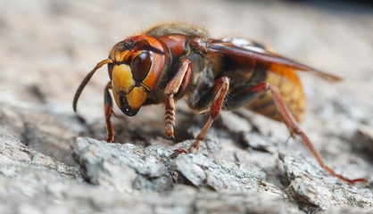 Vespa crabro
