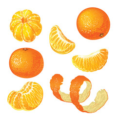 Vector set with tangerines isolated on white background.