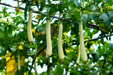 Organic cucumber gourd on trellises