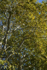 alberi