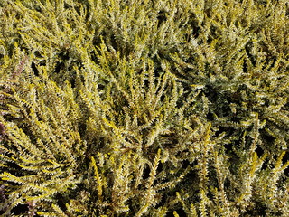 Besenheide (Calluna vulgaris)