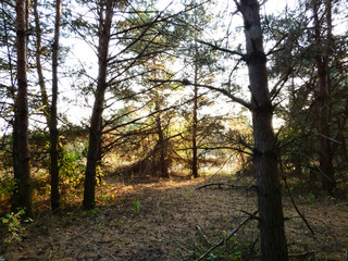 Naklejka premium Piękne kolory jesieni.