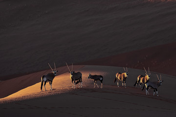 Oryx-Antilopen im letztenLicht