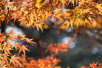 Autumn maple momiji leaf. Seasonal natural landscape in fall season.