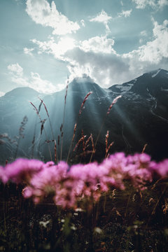 Sonnenstrahlen an einem Berggipfel die durch die Wolken strahlen an der Grossglockner Aplenstrasse mit Alpenblumen im vordergrund