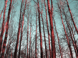 Upward perspective view of tall aspen trees on a blue sky background, texture