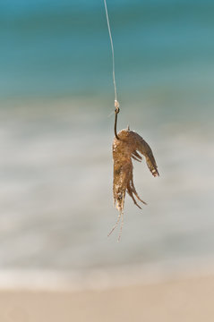 Front view, very close distance of a live shrimp on a hook and
