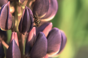 Beautiful violet lupine close-up. With a fly.