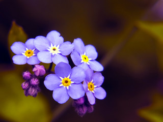 Forget-me-not wildflower blooming close up