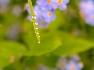 Drops of water on a blade of grass against the background of blossoming forget-me-nots. Selective focus