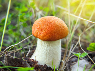 A small beautiful Orange Birch Bolete (Leccinum versipelle) mushroom in forest