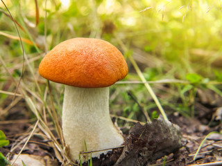 A small beautiful Orange Birch Bolete (Leccinum versipelle) mushroom in forest