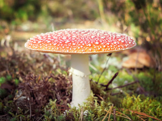 Amanita Muscaria. Red poisonous Fly Agaric mushroom in forest