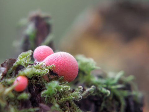 Lycogala epidendrum slime mold, commonly known as wolf's milk