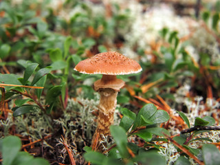 Dark honey fungus, Armillaria ostoyae