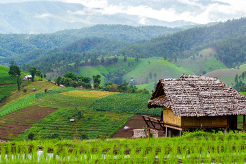 Terraced Rice Field in Chiangmai  Thailand