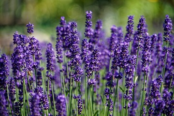 Lavender