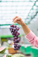 Woman holds branch of red grape