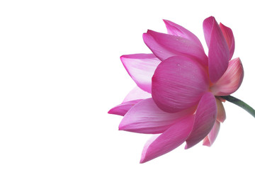 beautiful blooming lotus flower isolated on white background. - obrazy, fototapety, plakaty