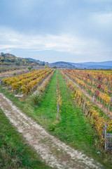 Fototapeta na wymiar Autumn vineyards in Pezinok. Not far from Bratislava. Slovakia.