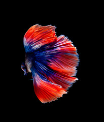 Betta fish, siamese fighting fish isolated on black background