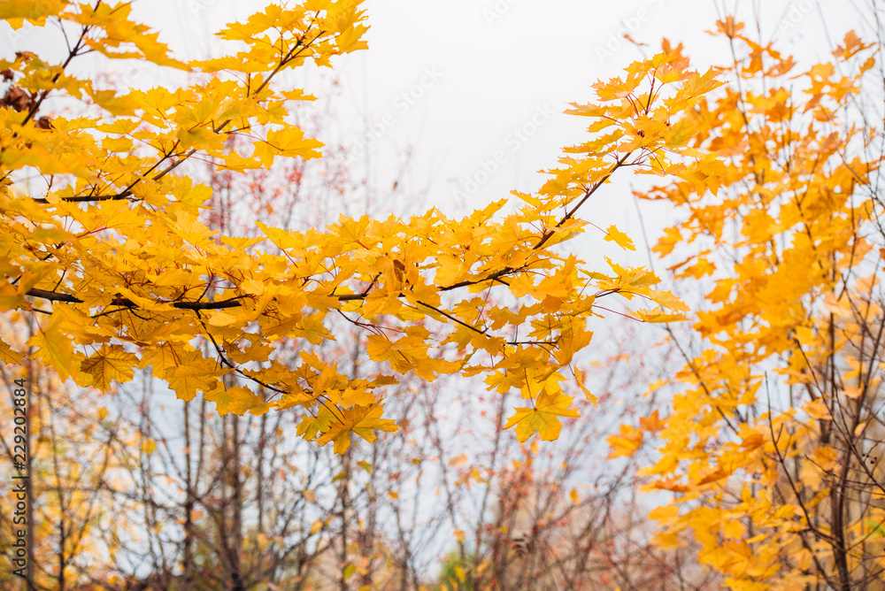 Canvas Prints background of autumn maple tree branch with yellow leaves