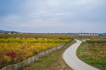 Fototapeta premium Autumn vineyards in Pezinok. Not far from Bratislava. Slovakia.