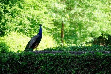 Obraz premium Peacock