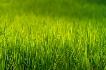 Green rice field