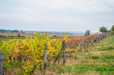 Fototapeta premium Autumn vineyards in Pezinok. Not far from Bratislava. Slovakia.