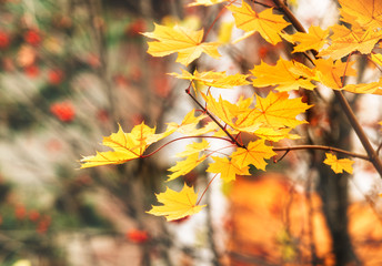 Naklejka na ściany i meble Background of autumn maple tree branch with yellow leaves