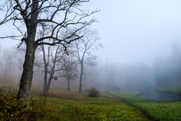 Fototapeta na wymiar Autumn forest mist tree landscae