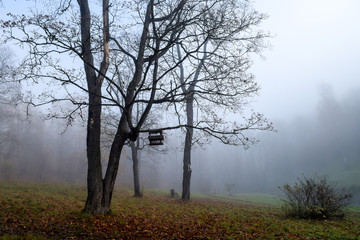 Fototapeta na wymiar Autumn forest mist tree horror landscape