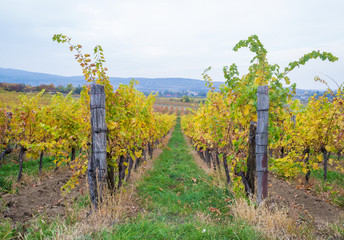 Fototapeta premium Autumn vineyards in Pezinok. Not far from Bratislava. Slovakia.