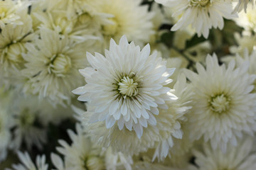 Bush of white chrysanthemums.