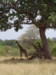 Giraffen unter einem Baum