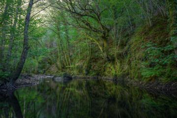 Fototapeta na wymiar Ancient oaks reflect in the pool of a river