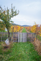 Autumn vineyards in Pezinok. Not far from Bratislava. Slovakia.