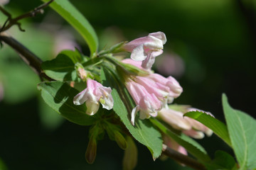 Japanese weigela