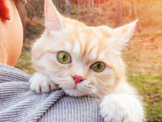 Frightened beautiful cream kitten sits on the shoulder of his mistress