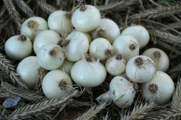 A bunch of ripe homemade white onions.