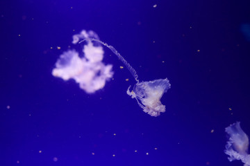 Obraz na płótnie Canvas Many jellyfish in the water. Underwater world