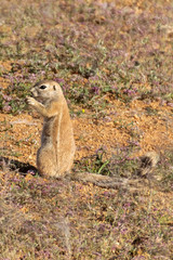 Erdhörnchen