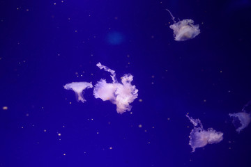 Many jellyfish in the water. Underwater world