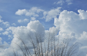 Obraz premium tree branch and trunk without leaf on sky background in sunny day