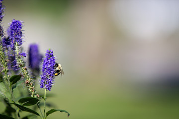 Bee on a flower